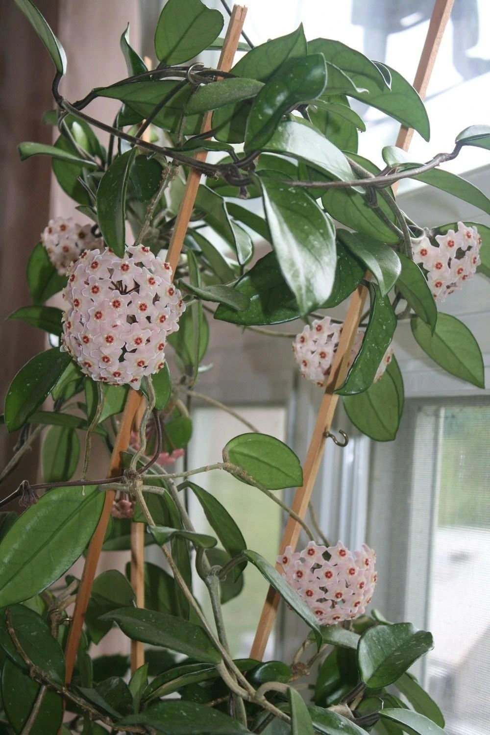 适合阳台养的藤本开花植物有哪些,适合做花墙的藤本植物