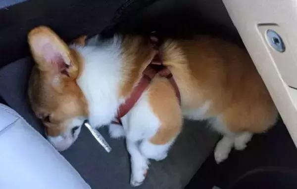 狗狗晕车后喝水呕吐脱水,狗狗晕车吐了主人看到也吐了
