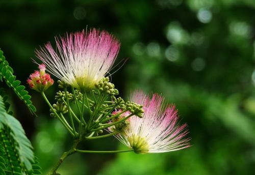 100种漂亮的夏花图片,30种夏花图片大全