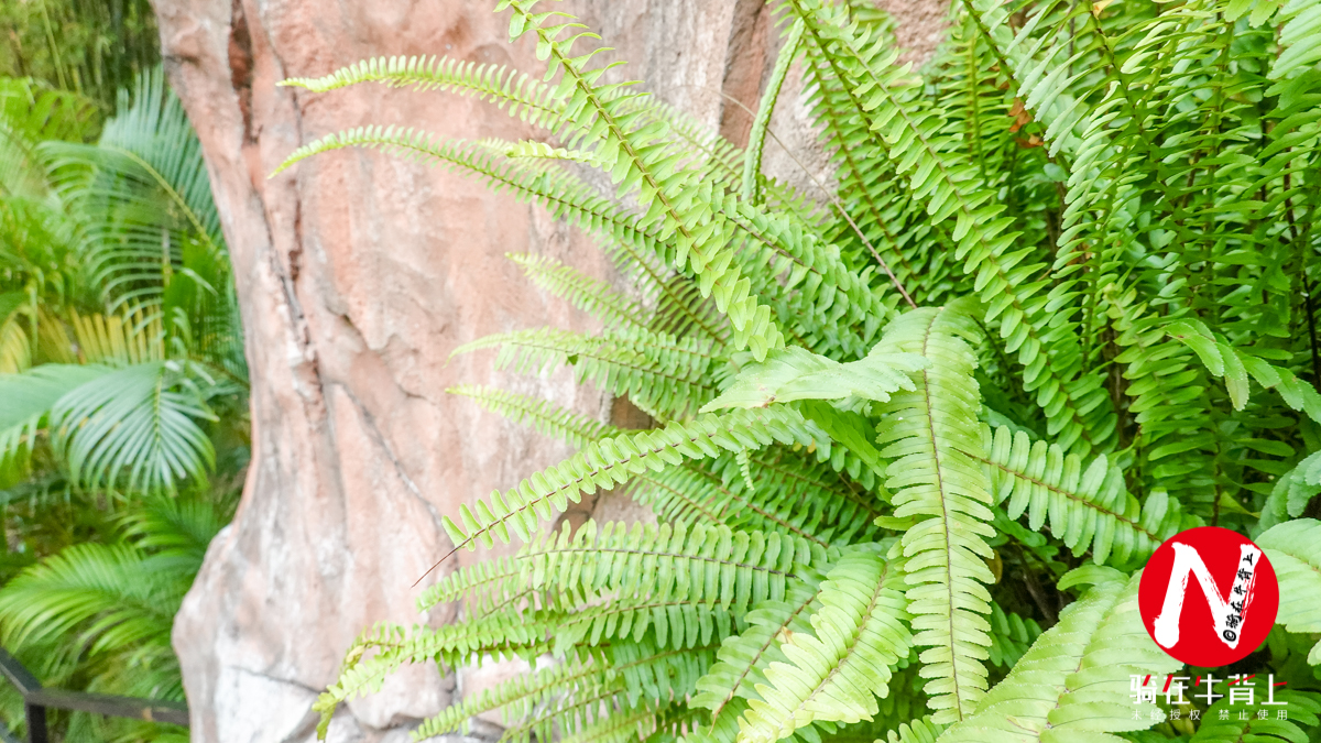 三亚呀诺达热带雨林文化区简介,三亚呀诺达热带雨林开业了吗