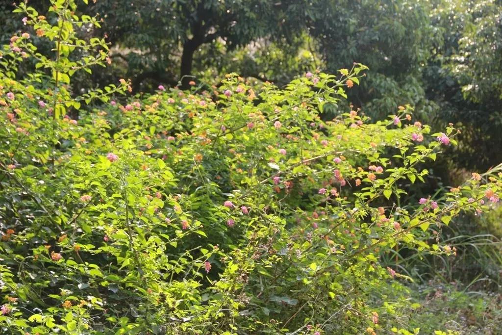 沉香好样的,沉香好看么