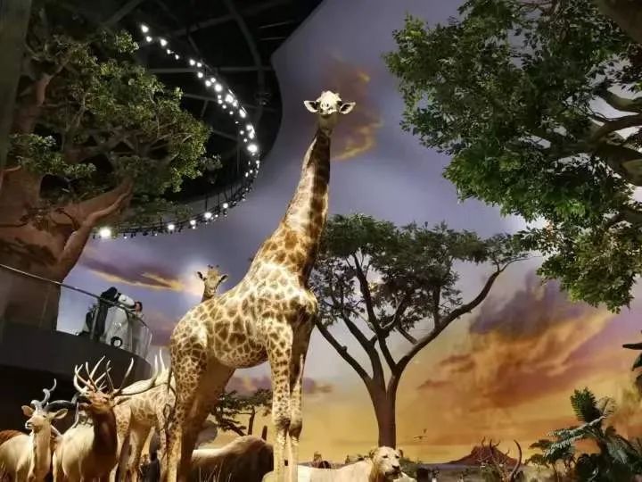 青岛博物馆打卡攻略,北京必打卡的宝藏博物馆