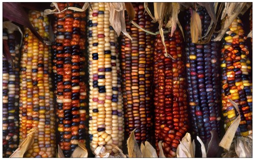 买玉米时，别只看大小颜色了，知道这5种特点，是甜是粘自己选