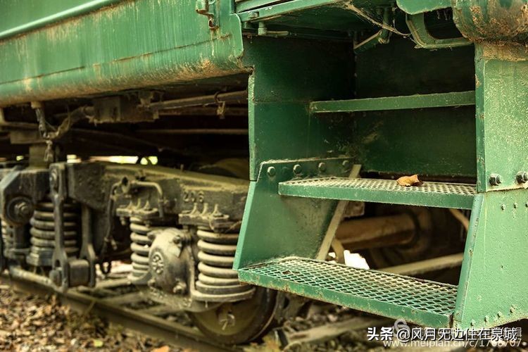 济南秋天的法国梧桐,济南一颗梧桐树