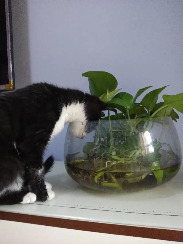 合租养猫劝退指南,《养猫劝退指南》