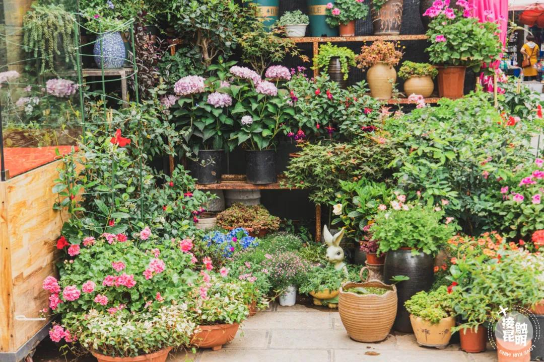 逛逛园博花鸟市场,园博花鸟市场攻略