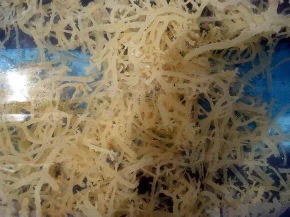 中国海鲜河鲜,市场河鲜海鲜种类大全