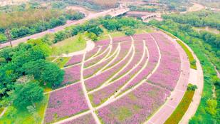 绱壊姊﹀够鑺辨捣鍏洯,娣卞湷鏅綏鏃烘柉2024绱壊鑺辨捣