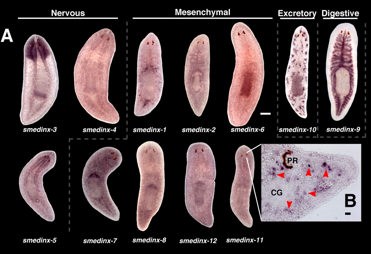科学家发现的神秘恐怖生物,科学家发现的恐怖生物