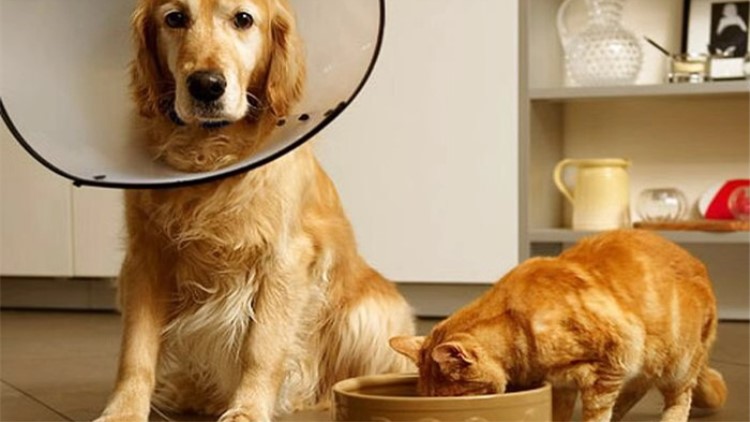 猫咪咬人如何纠正,自家的猫咪为什么这么喜欢咬人