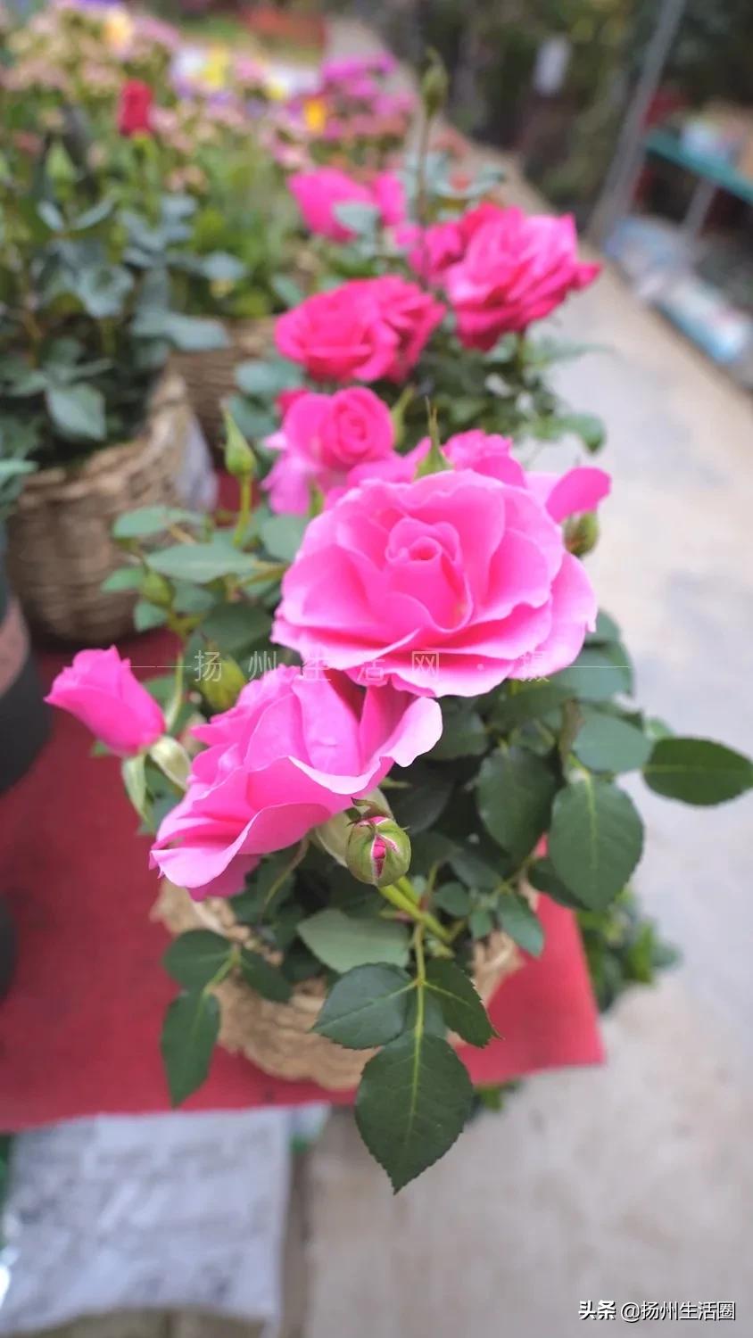 2元花盆批发,2元左右的花盆