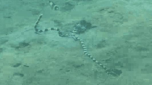 拟态章鱼科幻般伪装全过程,顶级伪装大师拟态章鱼