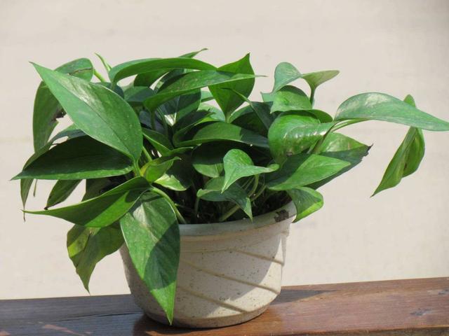 绿萝怎么才不烂根黄叶,绿萝过冬不断黄叶是这几点在作祟