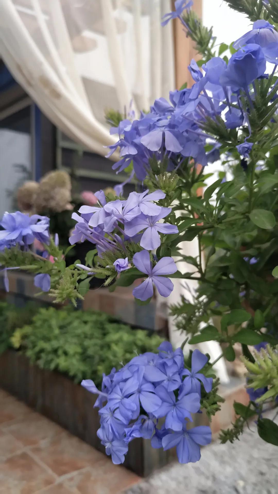 “雪”花那个PiaoPiao，这个世界真好