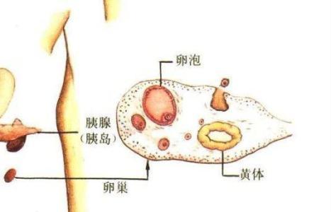 不要太把姨妈当回事儿,别把姨妈当回事