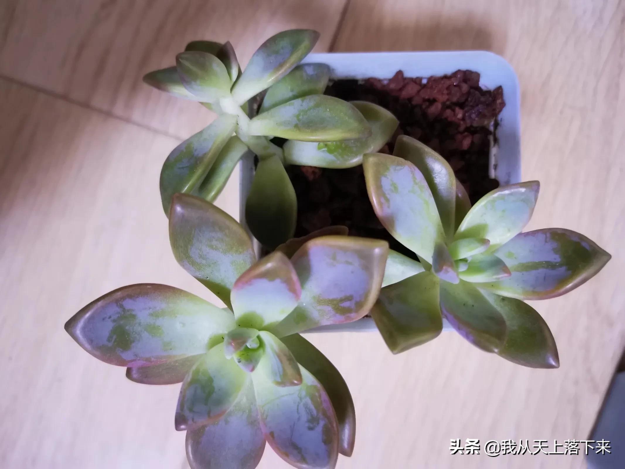 89种常见多肉植物品种图，实物拍摄，还不认识的小伙伴赶紧收藏好