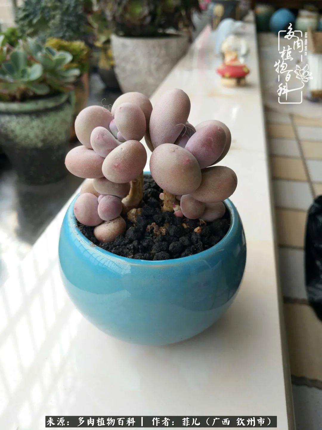 多肉相伴的感悟,与多肉为伴的时光真的很美好