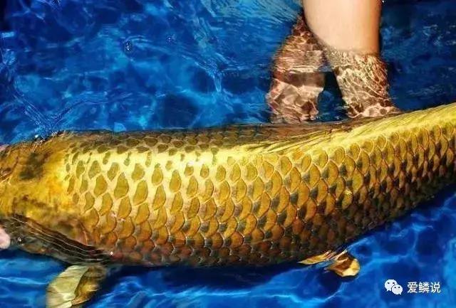 閴磋祻閿﹂菠,閴磋祻閿﹂菠鏁欏