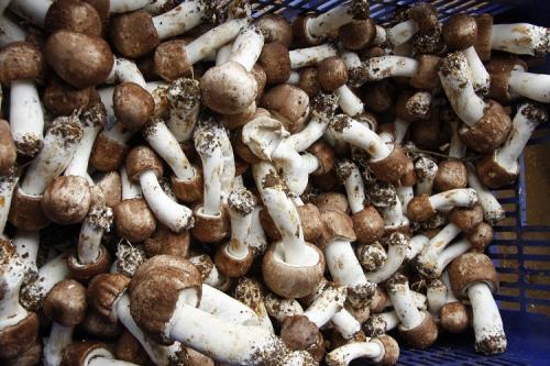 林下巴西菇种植技术,巴西菇的种植方法