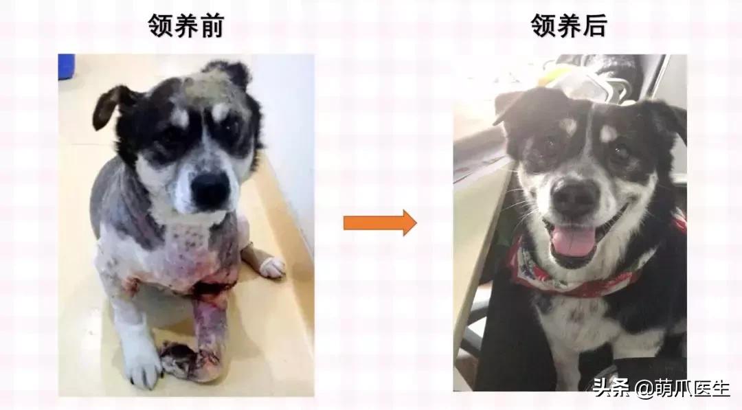 领养一只猫真的很难吗,领养很难