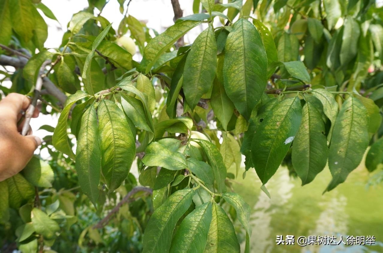 果树红蜘蛛为何会在雨季消失,果树红蜘蛛防治方法大全