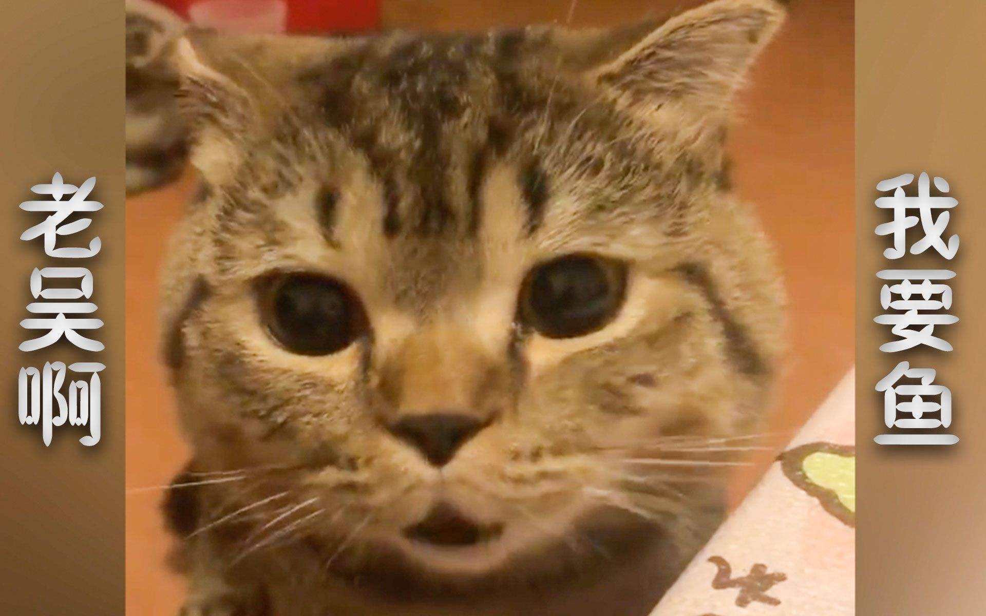 猫咪为什么会发出喵叫声,猫咕噜咕噜还发出喵喵喵的叫声