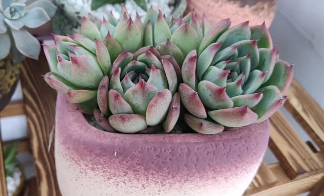 多肉吉娃娃叶子枯萎怎么回事,多肉吉娃娃翻盆叶子发软