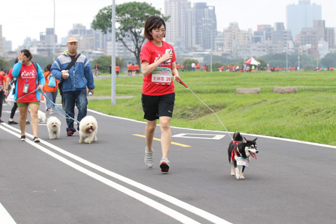 狗狗中暑怎么治或给它吃点什么呢,狗狗外出散步要注意什么