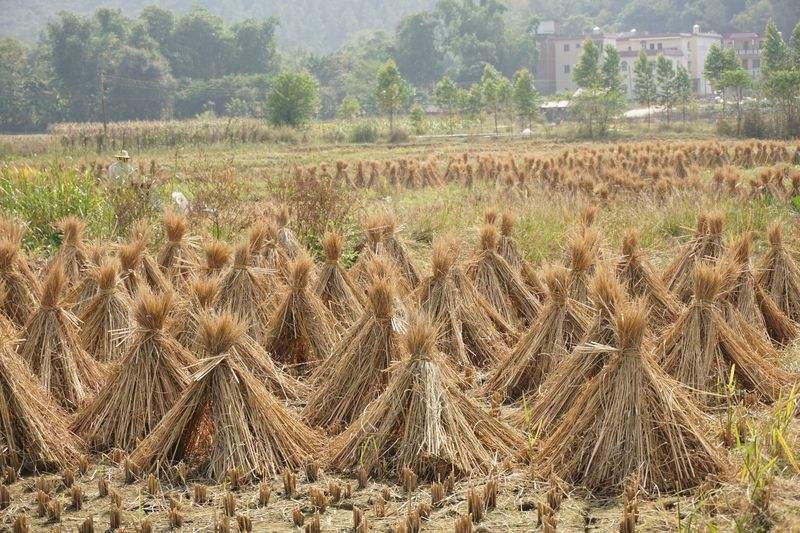 袁隆平禾下乘凉梦丰收,袁隆平的巨大水稻有多高
