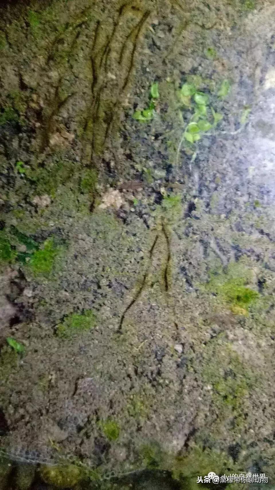 丛林造景黄缘龟池设计图大全,龟宝宝黄缘龟生态缸造景教程