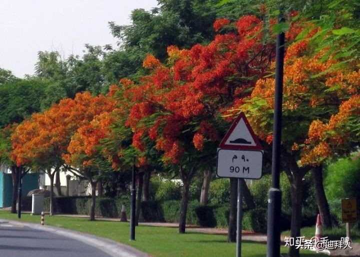 迪拜种一棵树,迪拜养一棵树成本