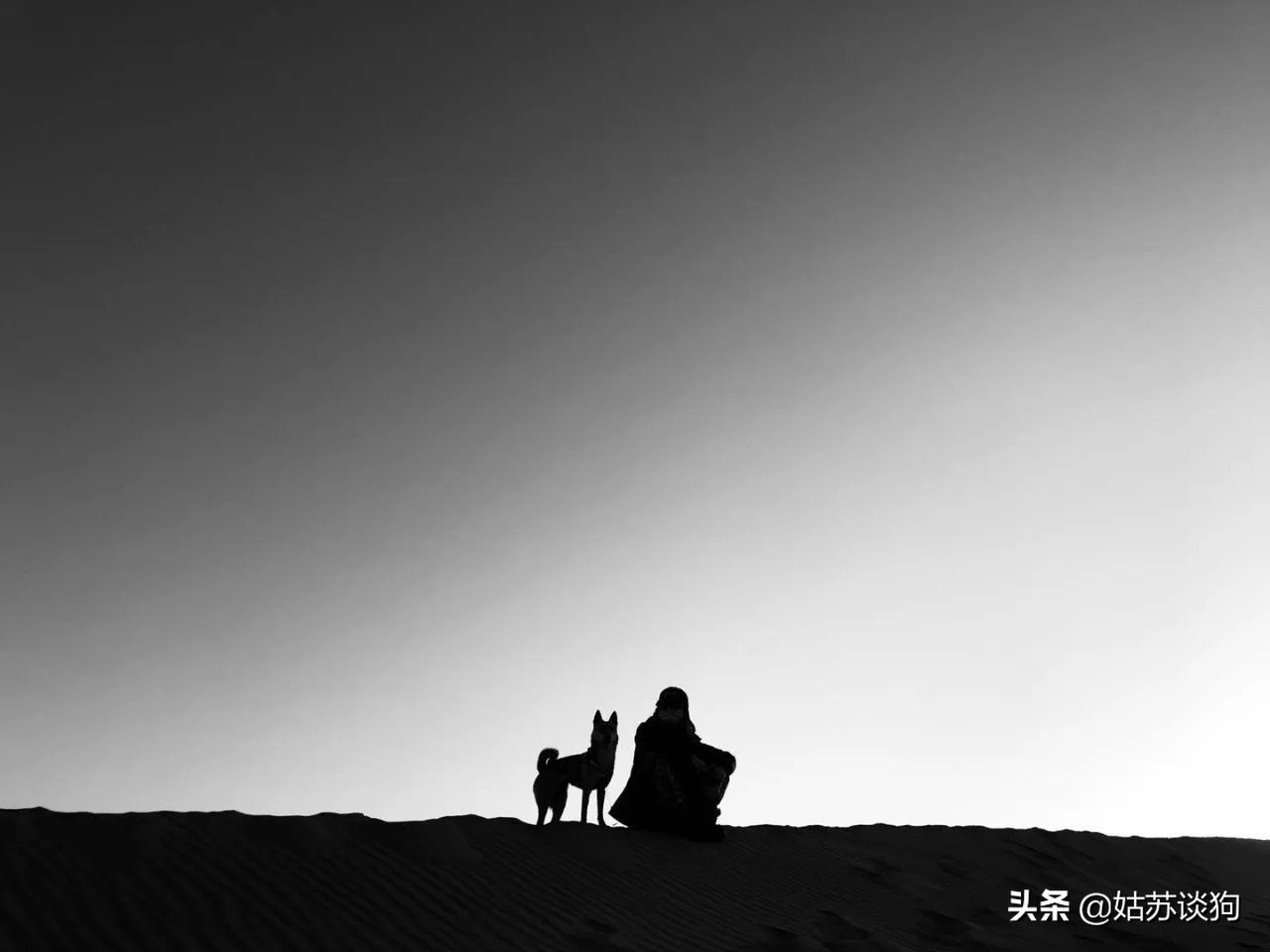 土狗毛多的好还是毛少好,农村土狗为什么越来越少