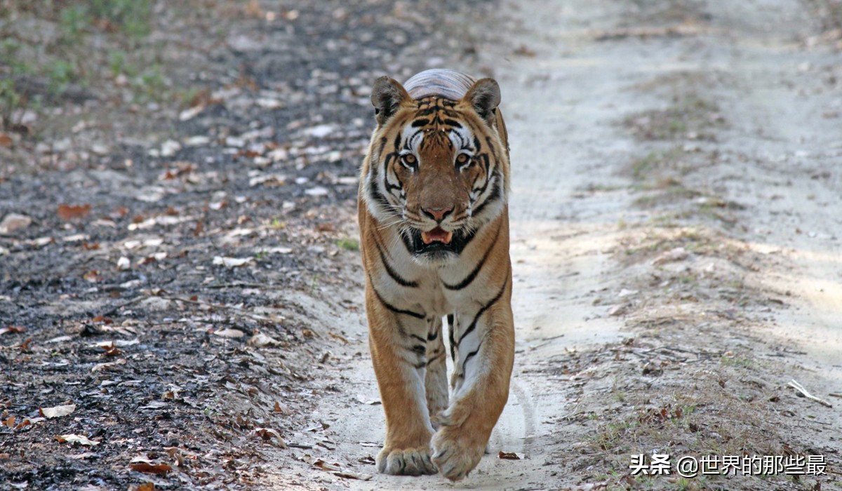 十种能对抗老虎的猛犬,几只猛犬能打败一只老虎