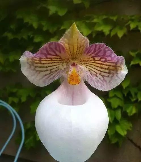 世界顶级奇花异卉,最美奇花异卉