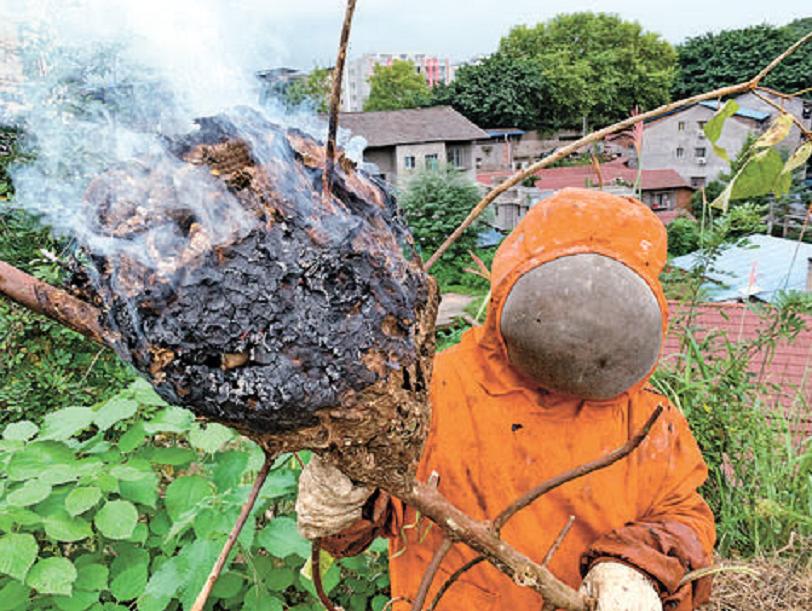 别人打马蜂后路人被攻击怎么办,打死马蜂会被其它马蜂报复吗