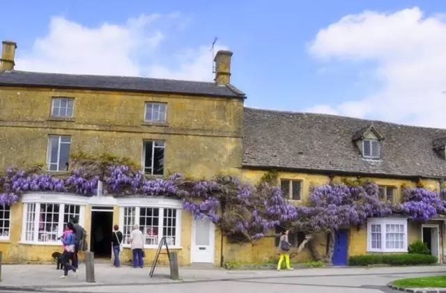 紫藤中最有名的品种叫什么名字,非常好种不需要太阳的紫藤品种