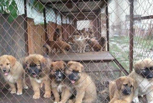 肉狗养殖的基本知识,肉狗养殖有套路吗