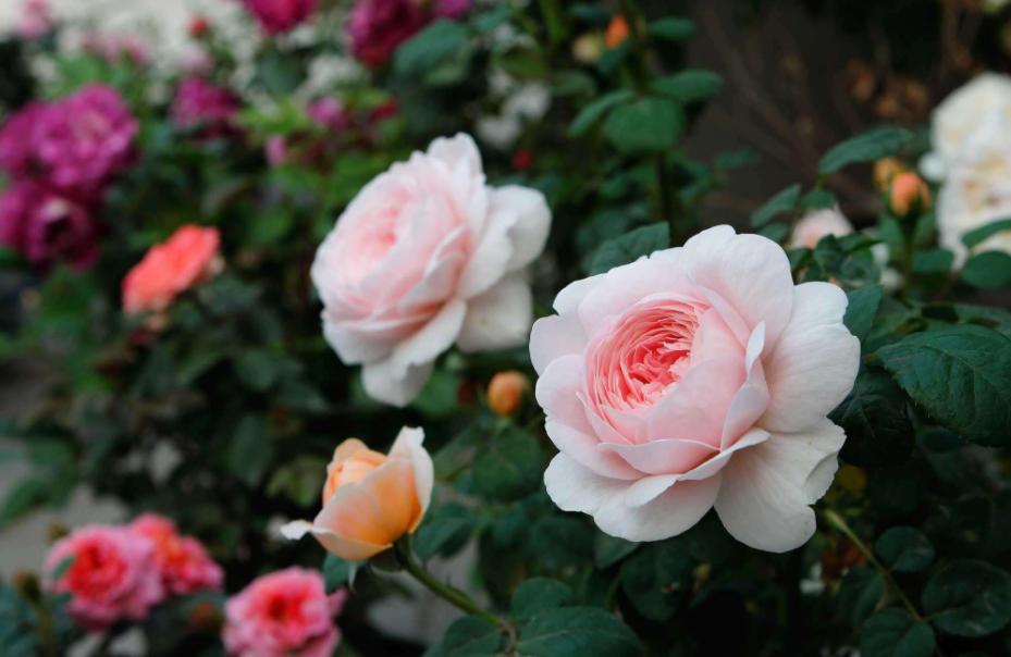 月季的霜霉病和灰霉病的区别,月季霜霉病的治疗方法视频