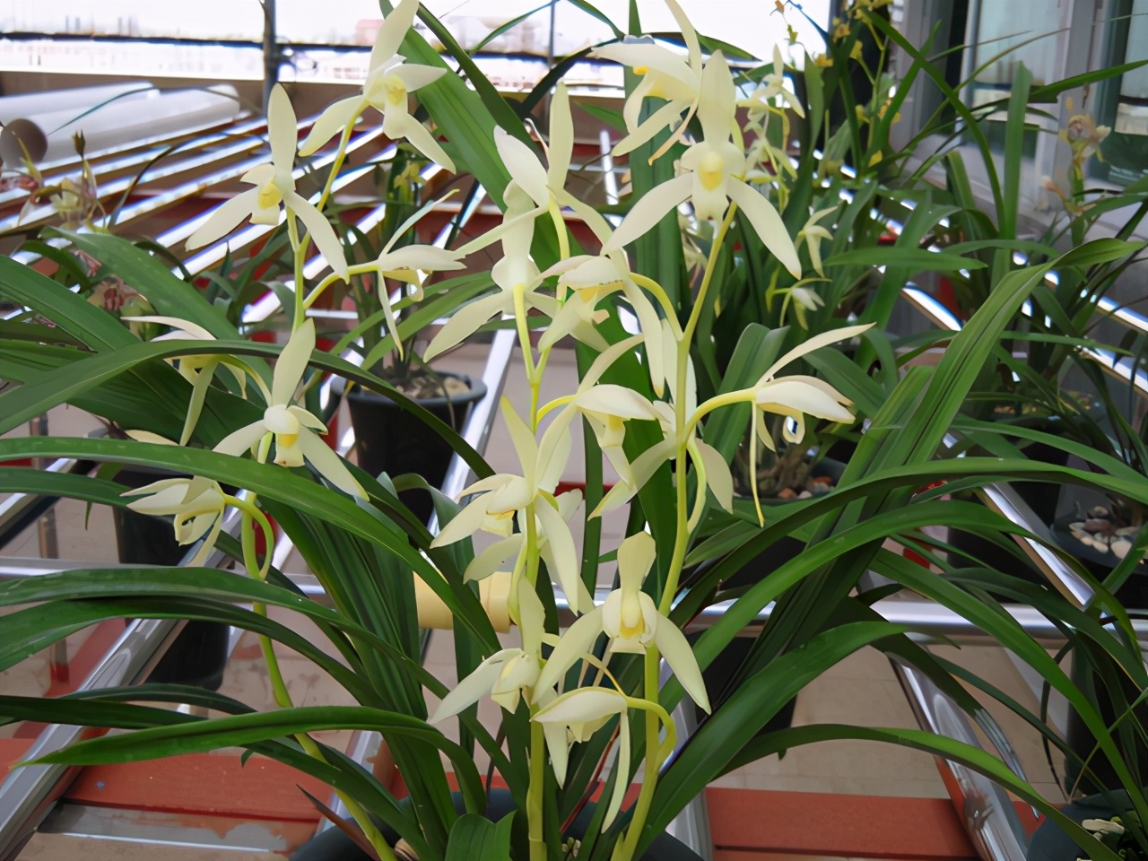 好养的绿植文心兰品种大全,养兰必养的兰花品种