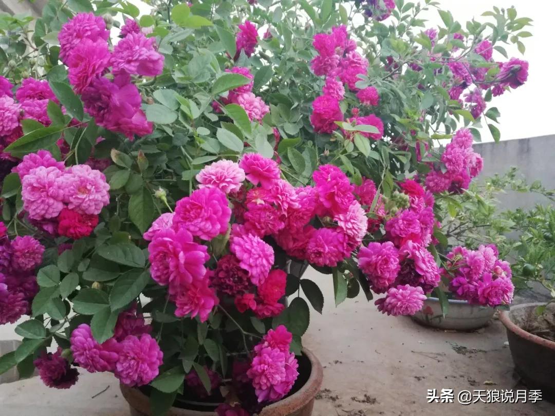 月季春季第一波花要不要剪,月季春季第一波花开后嫁接