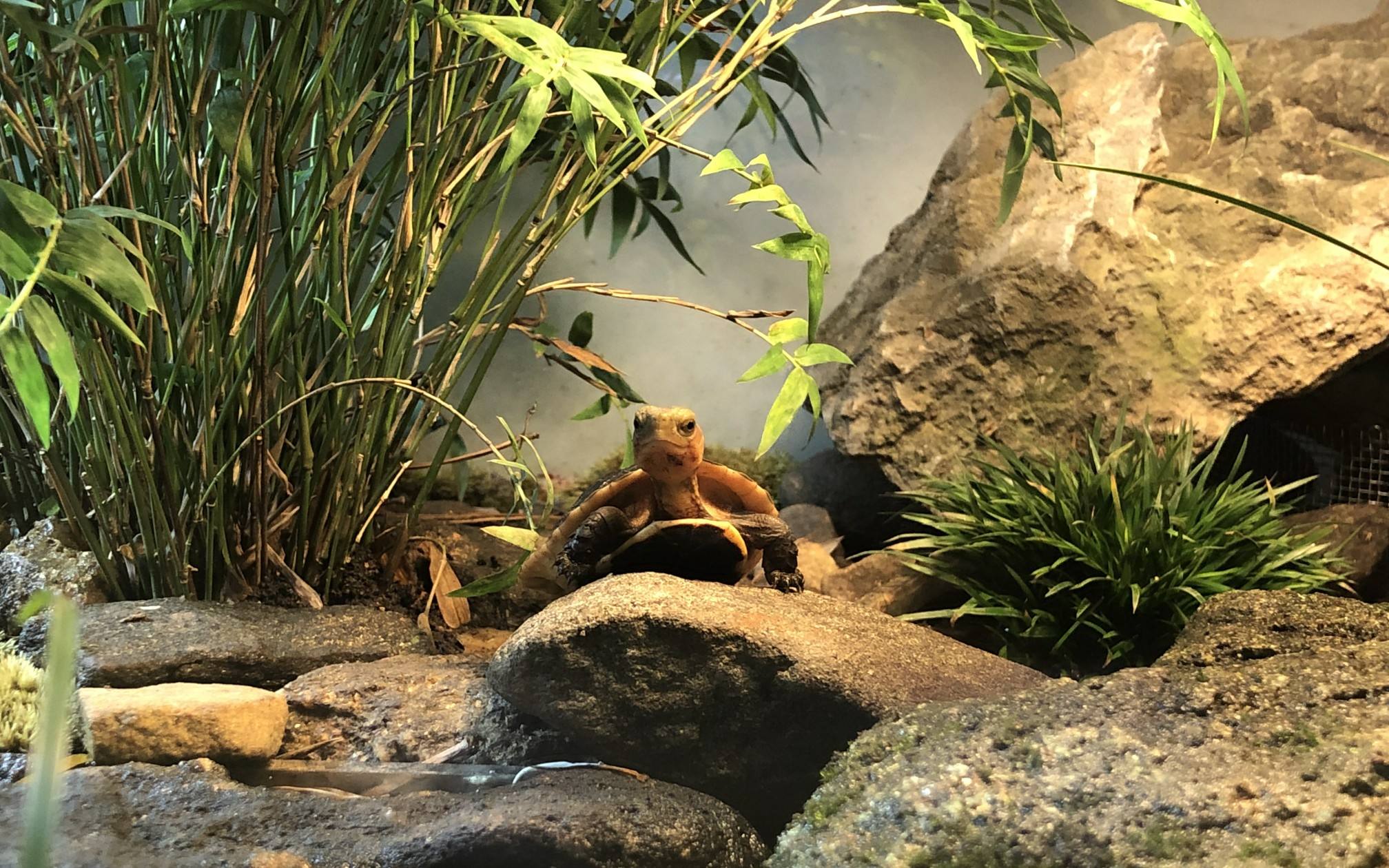 养龟不用植物怎样保持水质清洁,养龟的几种水质对龟的影响