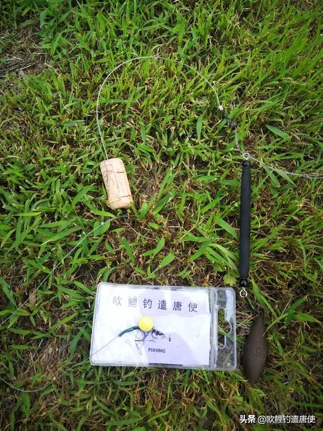 话说欧鲤钓之科学篇,欧鲤钓知识讲解