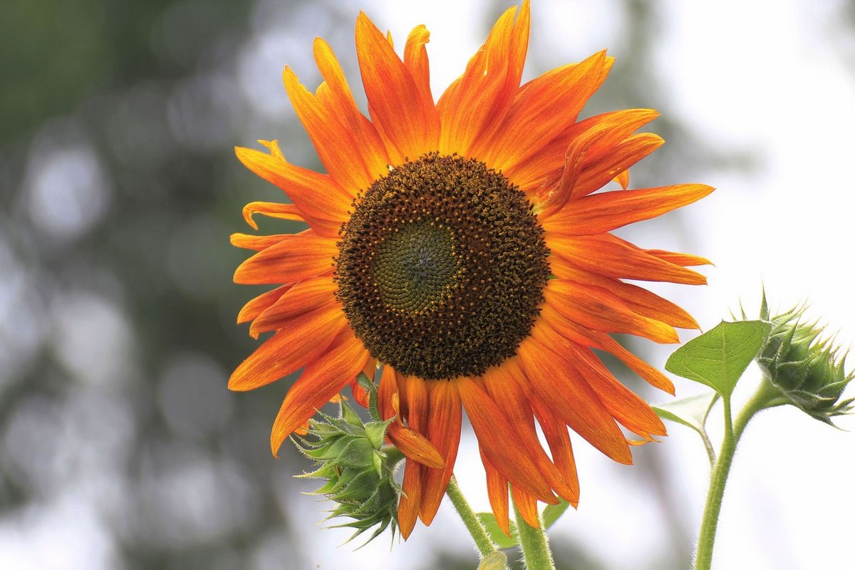 种植向日葵需要注意的事项,向日葵花的种植方法和时间