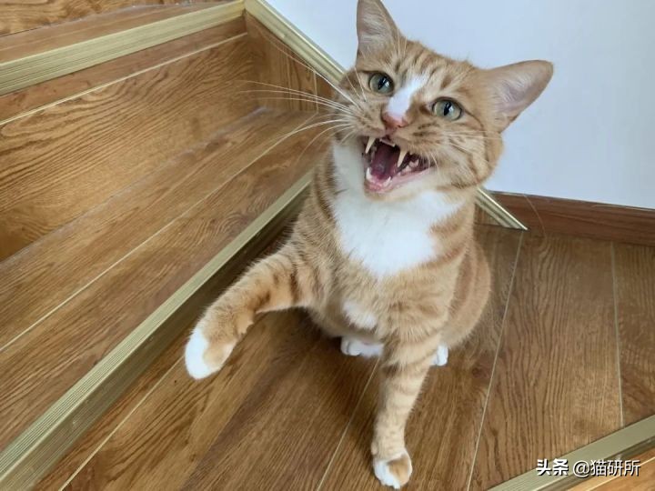 猫咪为什么老是叫讨食,猫咪为什么总是嗯嗯的叫
