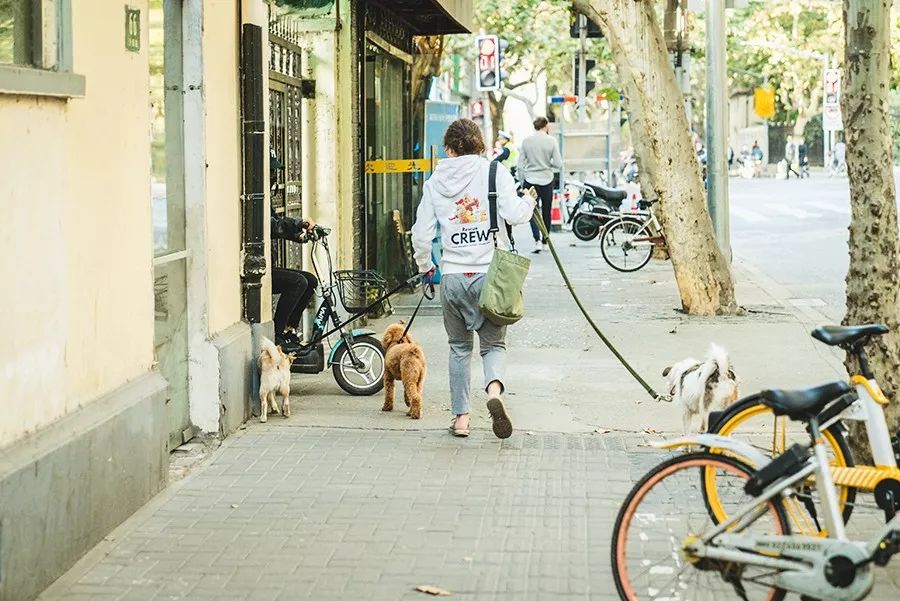 救流浪狗的真实记录,一外国人来中国救助流浪狗
