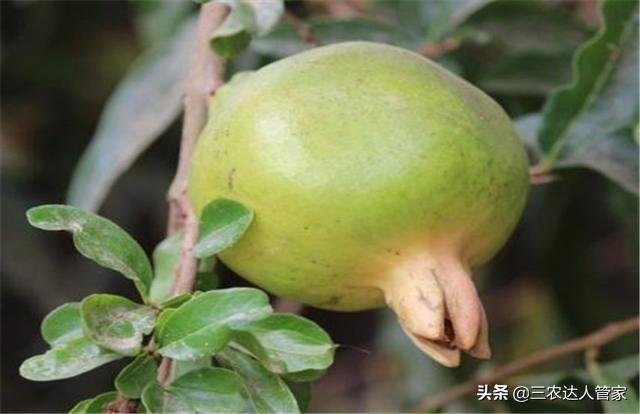 危害石榴的害虫,石榴景观树害虫有哪些