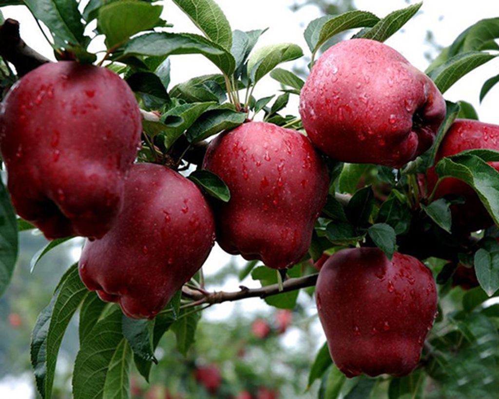 进口苹果关税是多少钱,进口苹果多少钱