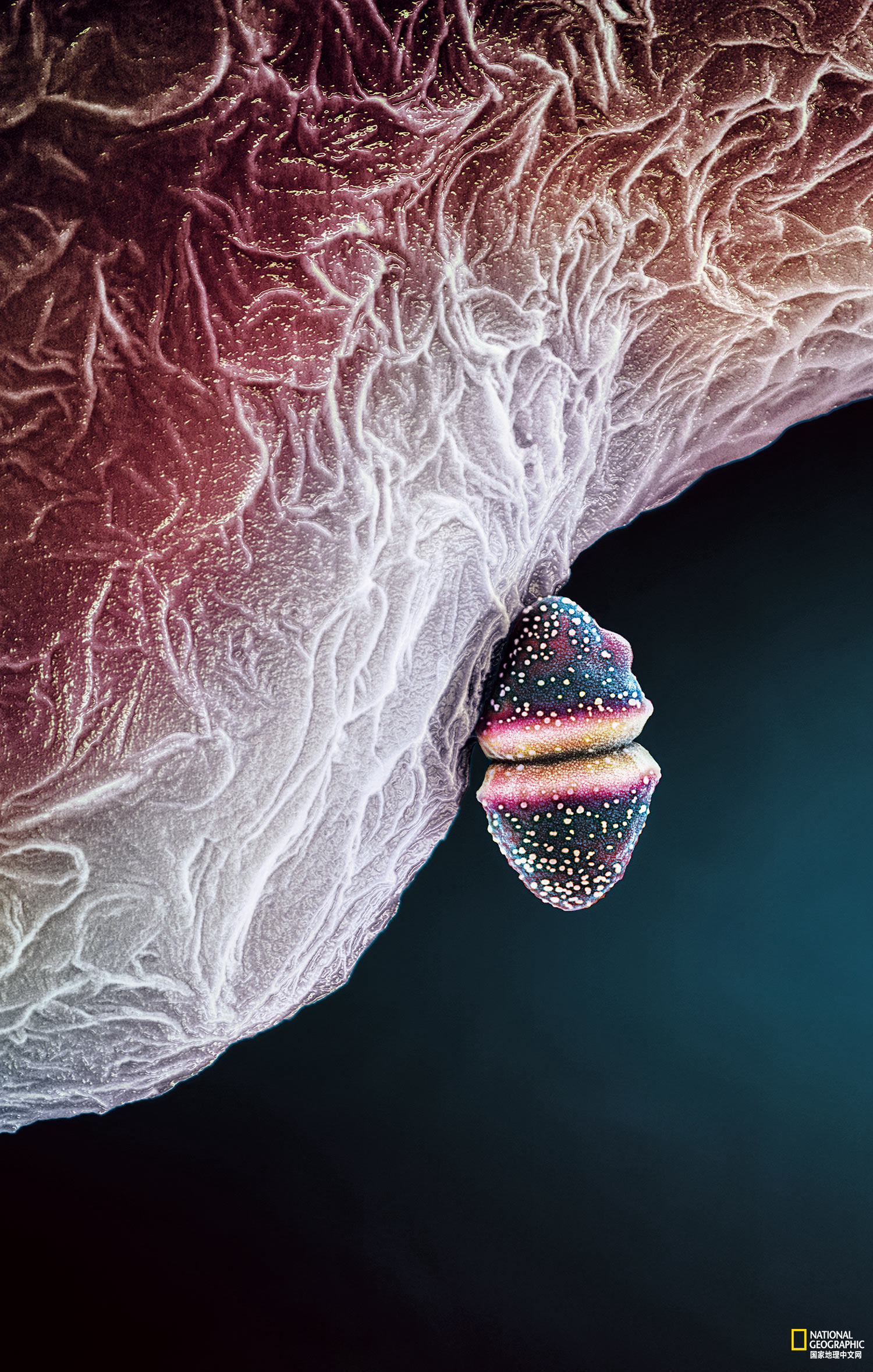 数以兆计的微生物把我们的身体当做家，你了解它们么？