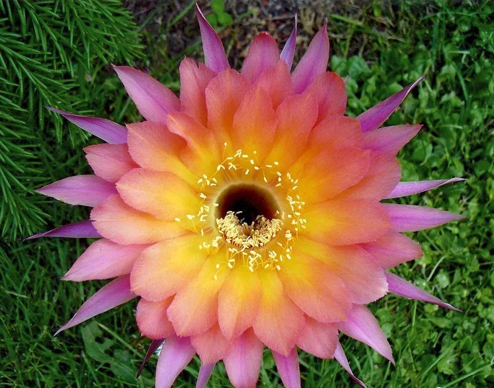 100种仙人球花图片,100种仙人球的品种视频