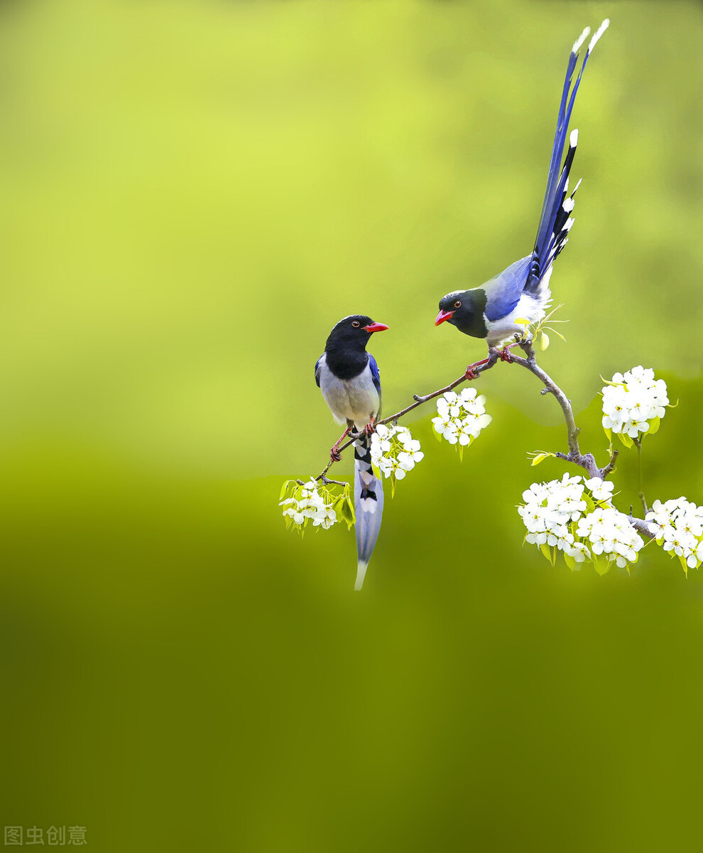 如何饲养从树上掉下来的小喜鹊？这样做百分之百成活